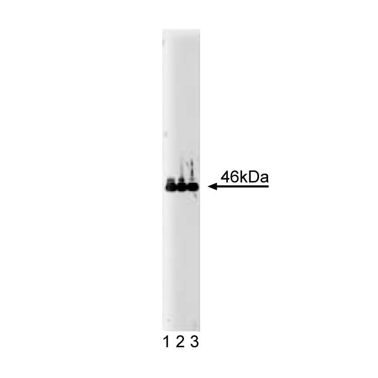 BD Purified Mouse Anti-VASP