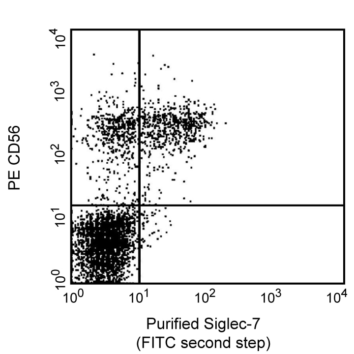BD Purified Mouse Anti-Human CD328