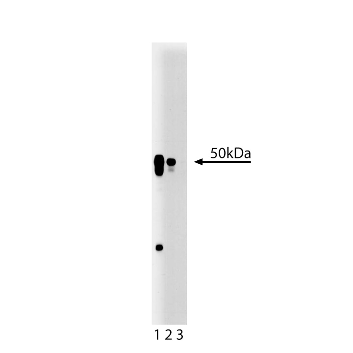 BD Purified Mouse Anti-AP50