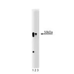 BD Purified Mouse Anti-AP50