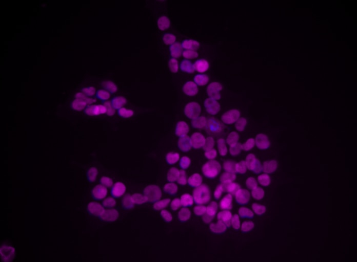 BD Alexa Fluor® 647 Mouse anti-Sox2