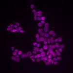 BD Alexa Fluor® 647 Mouse anti-Sox2