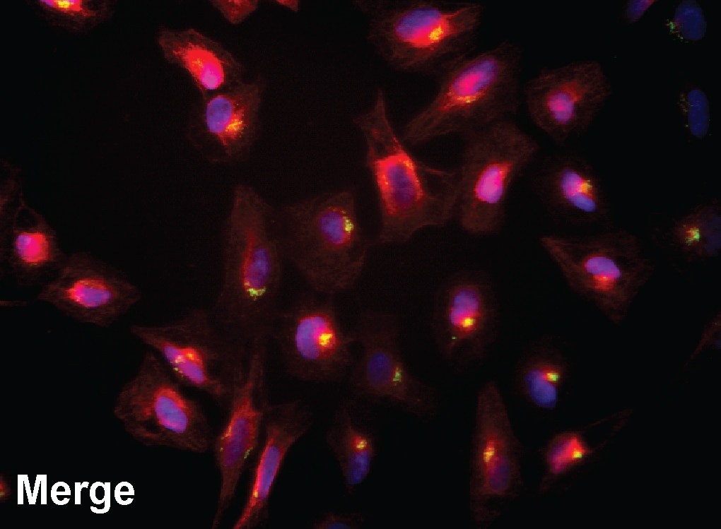 BD BV480 Goat Anti-Mouse Ig