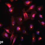 BD BV480 Goat Anti-Mouse Ig