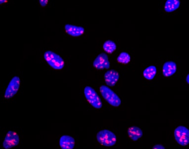 BD Alexa Fluor® 647 Mouse anti-Ki-67