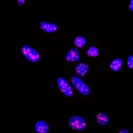 BD Alexa Fluor® 647 Mouse anti-Ki-67