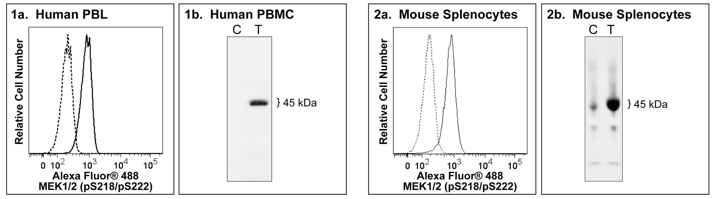BD Alexa Fluor® 488 Mouse anti-MEK1 (pS218)/MEK2 (pS222)