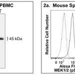 BD Alexa Fluor® 488 Mouse anti-MEK1 (pS218)/MEK2 (pS222)