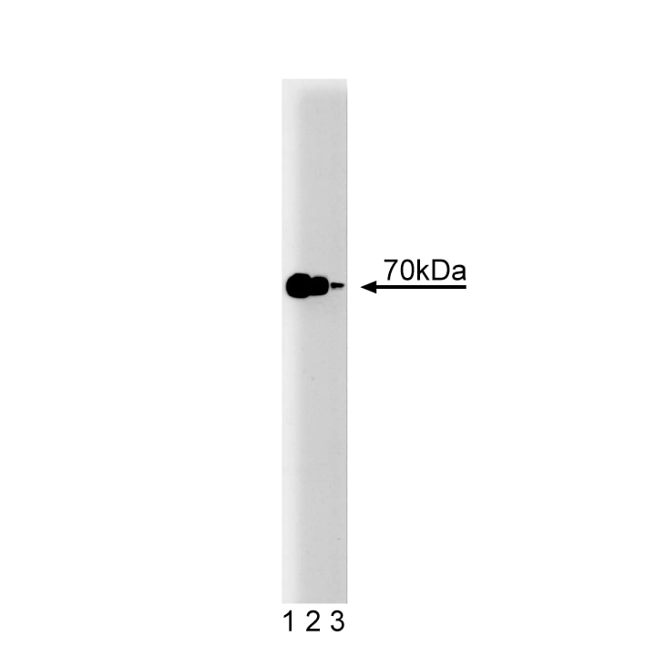 BD Purified Mouse Anti-Hsp70