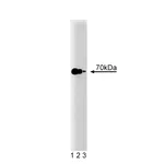 BD Purified Mouse Anti-Hsp70