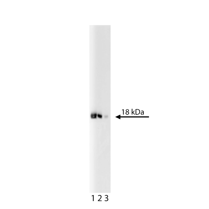 BD Purified Mouse Anti-eIF-5a
