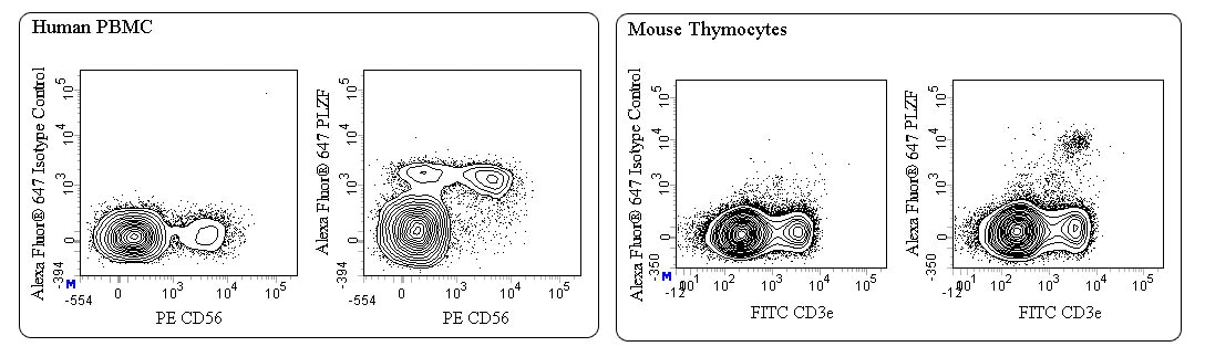 BD Alexa Fluor® 647 Mouse Anti-PLZF