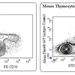 BD Alexa Fluor® 647 Mouse Anti-PLZF