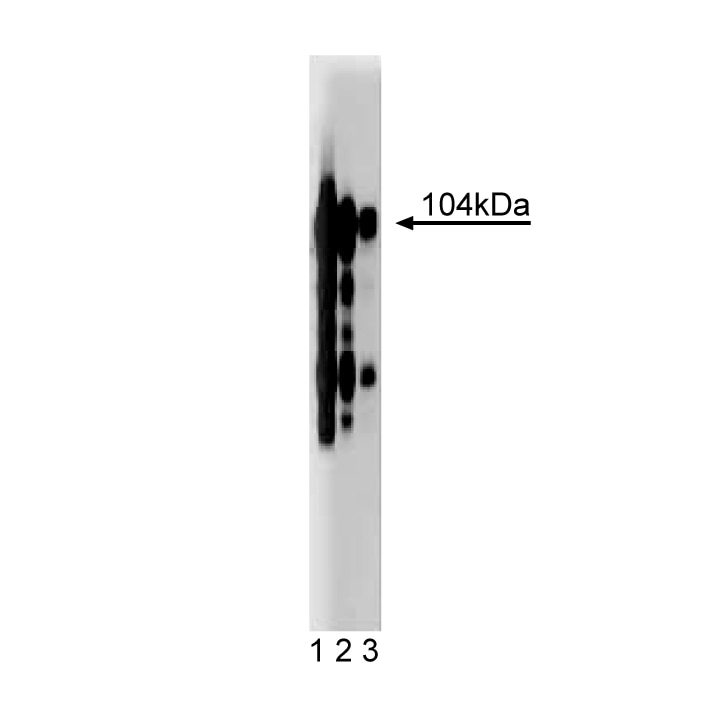 BD Purified Mouse Anti-Human CD61