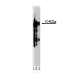 BD Purified Mouse Anti-Human CD61