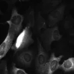 BD Purified Mouse Anti-Cyclin B1