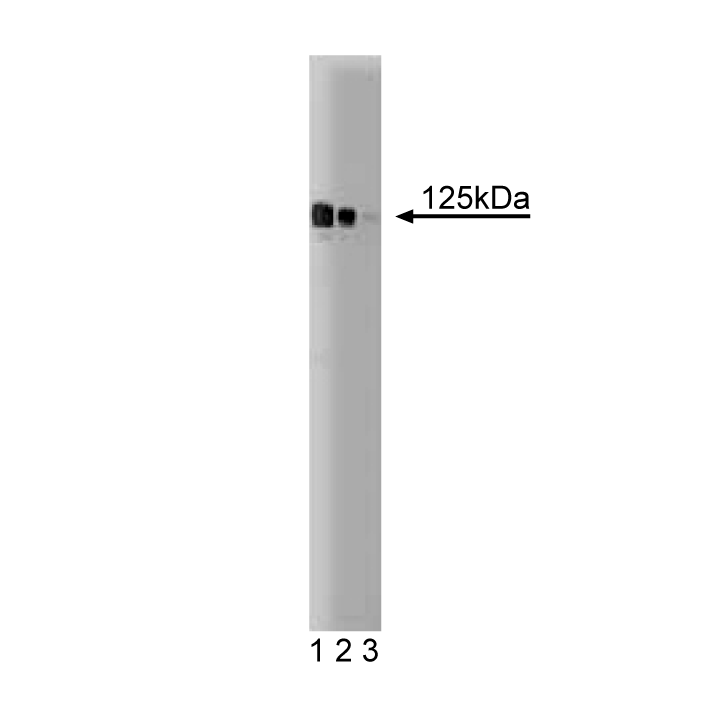 BD Purified Mouse Anti-BM28