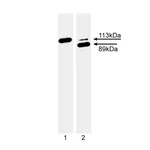 BD Ascites Mouse Anti-PARP