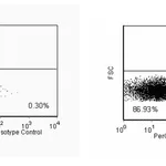BD PerCP-Cy5.5 Rat Anti-Mouse IL-2