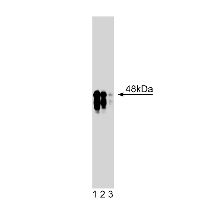 BD Purified Mouse Anti-IKKγ