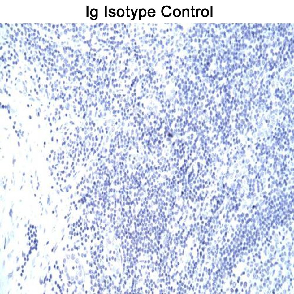 BD Purified Mouse anti-T-bet