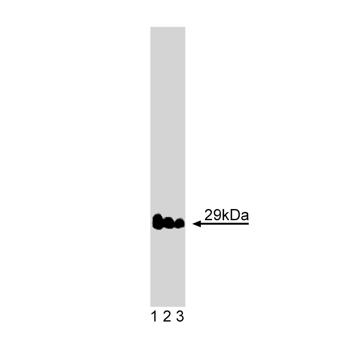 BD Purified Mouse Anti-Vti1a