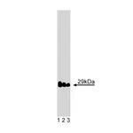 BD Purified Mouse Anti-Vti1a