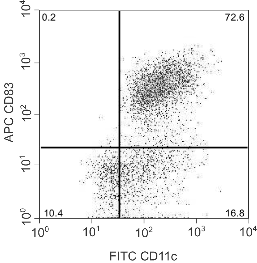 BD APC Rat Anti-Mouse CD83