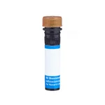 BD RB705 Mouse Anti-Human EGF Receptor