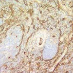 BD Purified Rat Anti-Mouse CD105