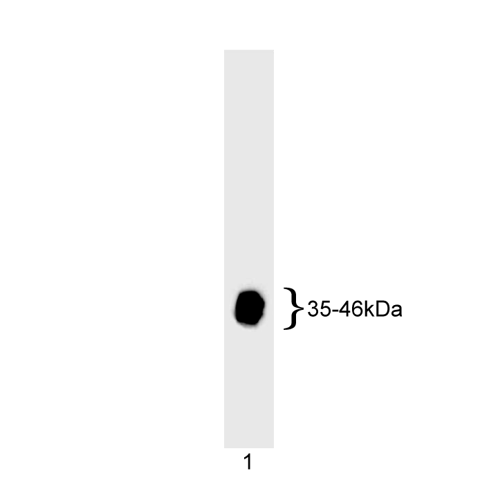 BD Purified Mouse Anti-Adenovirus Type 5 E1A