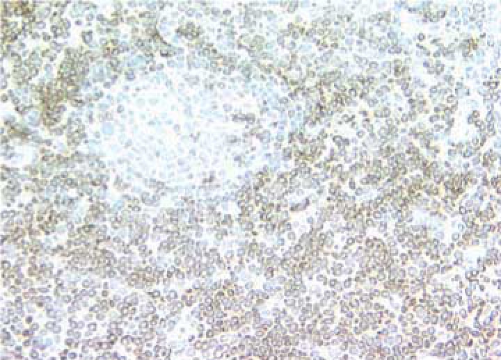 BD Purified Mouse Anti-Human CD3