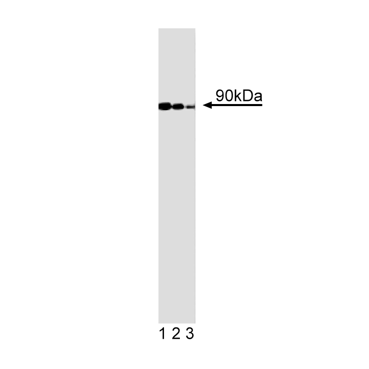 BD Purified Mouse Anti-Human GGA3