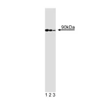 BD Purified Mouse Anti-Human GGA3