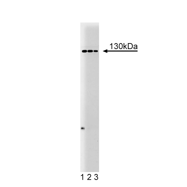 BD Purified Mouse Anti-M-Cadherin