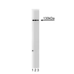 BD Purified Mouse Anti-M-Cadherin