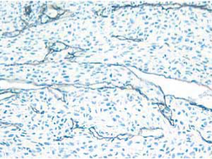 BD Purified Rat Anti-Mouse CD31