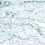 BD Purified Rat Anti-Mouse CD31