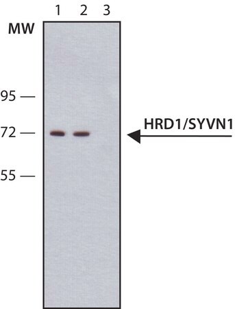 Merck Anti-HRD1/SYVN1 antibody, Mouse monoclonal