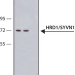 Merck Anti-HRD1/SYVN1 antibody, Mouse monoclonal