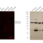 Thermo Fisher Scientific Rabbit anti-Donkey IgG (H+L) Secondary Antibody, Texas Red