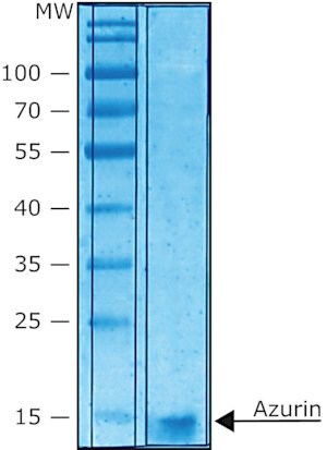 Merck AZURIN FROM PSEUDOMONAS AERUGINOSA