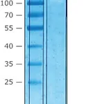 Merck AZURIN FROM PSEUDOMONAS AERUGINOSA