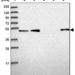 Atlas Antibodies Anti-WSCD2 Antibody
