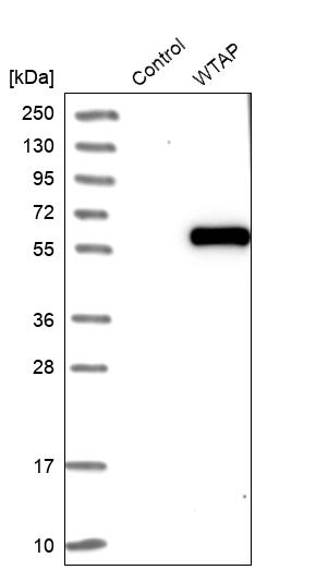 Atlas Antibodies Anti-WTAP Antibody