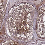 Atlas Antibodies Anti-WWC2 Antibody