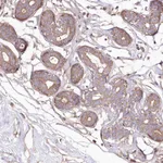 Atlas Antibodies Anti-WWC1 Antibody