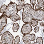 Atlas Antibodies Anti-WWP1 Antibody