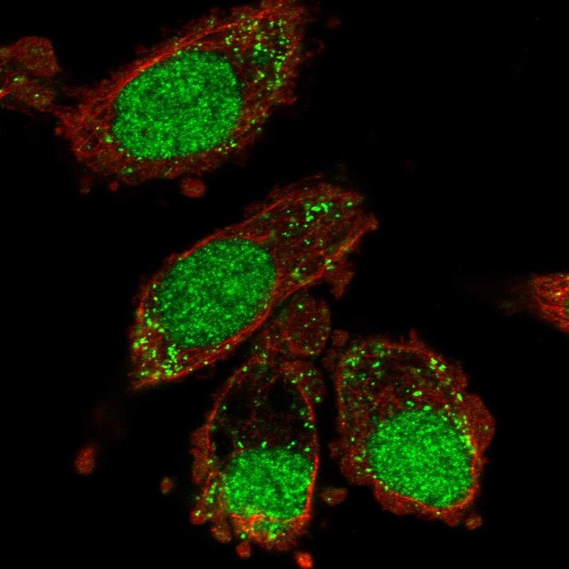 Atlas Antibodies Anti-XAB2 Antibody