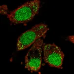 Atlas Antibodies Anti-XAB2 Antibody